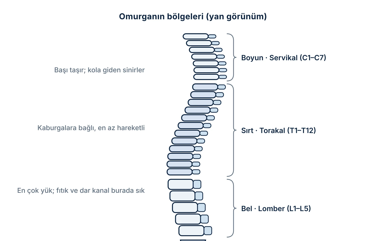 Omurganın dört bölgesi: boyun (servikal), sırt (torakal), bel (lomber) ve sakrum-kuyruk sokumu