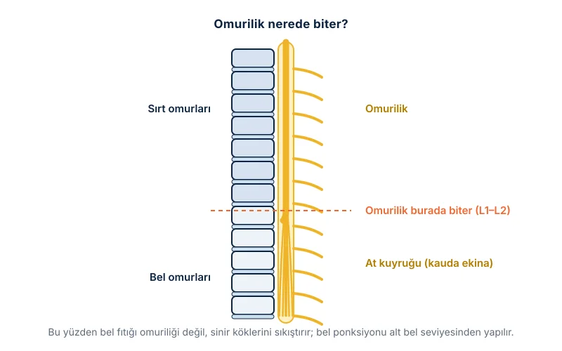 Omurilik ve sinir kökleri: omuriliğin bel düzeyinin üstünde bitmesi ve altında at kuyruğu olarak devam etmesi